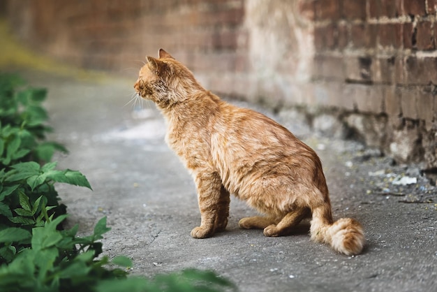 Rothaarige Straßenkatze im Stadthof