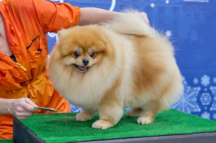 Rothaarige, wunderschöne Pomeranianer in Plüschstil nach der Pflege
