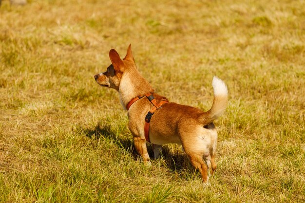 Rothaariger Hund im Sommer bei Sonnenuntergang im Freien