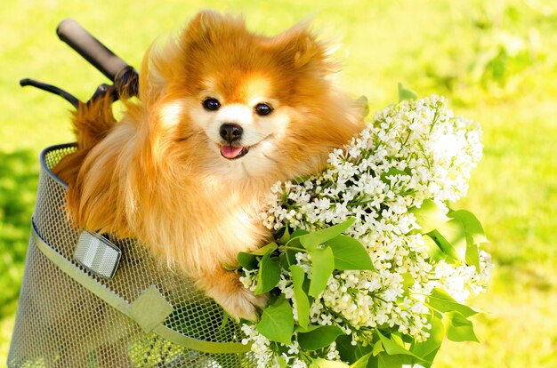 Rothaariger ingwer pommerscher spitzhund mit strauß weißer flieder im fahrradkorb