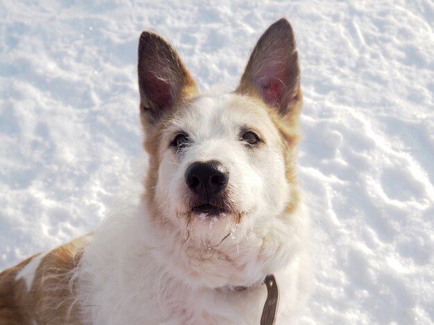 Rothaariger obdachloser Hund, Straßenhund, freundlich und treu