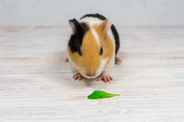 Rothaariges meerschweinchen mit weißen flecken auf einem weißen wandhintergrund