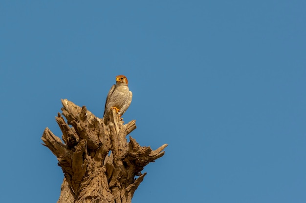 Rothalsfalke auf dem Baum