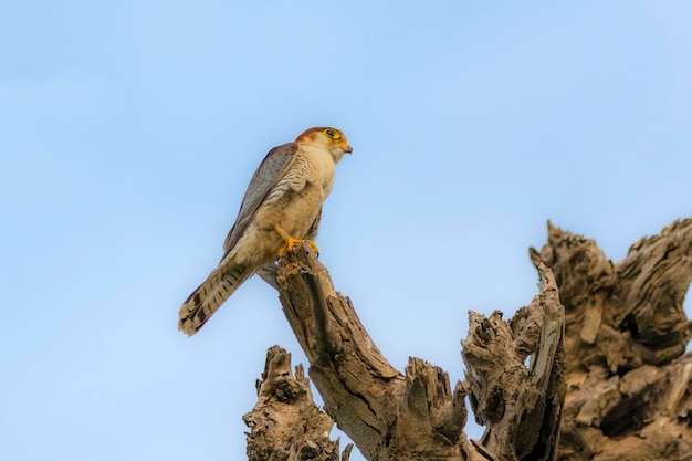 Rothalsfalke auf dem Baum