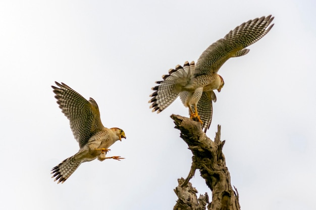 Rothalsfalke auf dem Baum