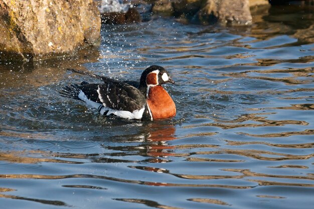 Rothalsgans (Branta ruficollis) planschen im Wasser