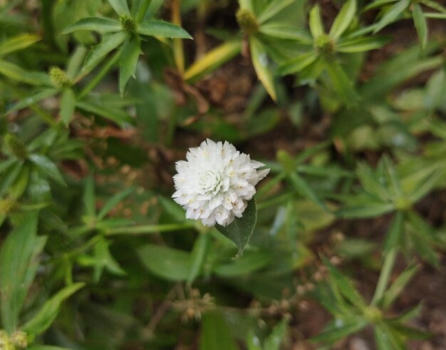 Foto rothe naturale blüten