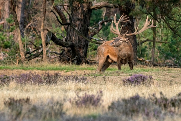 Rothirsch (Cervus Elaphus) Hirsch in der Brunftzeit auf dem Feld