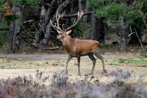 Rothirsch (Cervus Elaphus) Hirsch in der Brunftzeit auf dem Feld