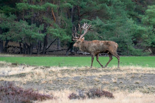 Rothirsch (Cervus Elaphus) Hirsch in der Brunftzeit