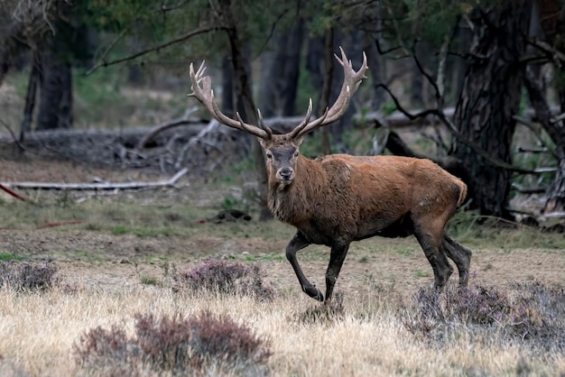 Rothirsch (Cervus Elaphus) Hirsch in der Brunftzeit