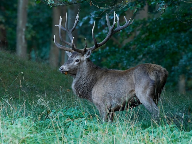 Rothirsch Cervus elaphus