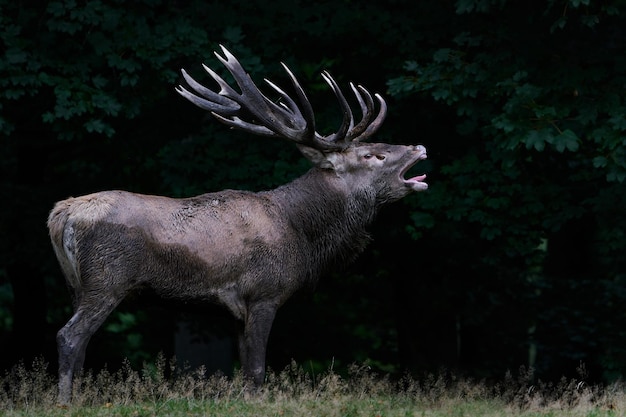 Rothirsch Cervus elaphus