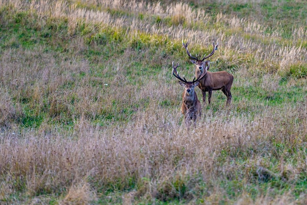 Rothirsch mit großem Geweih während der Brunftzeit auf der Wiese im Herbst Cervus elaphus