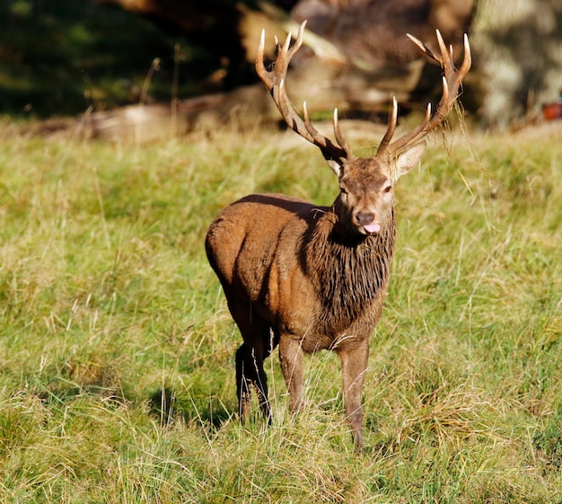 Rothirsche während der alljährlichen Brunft