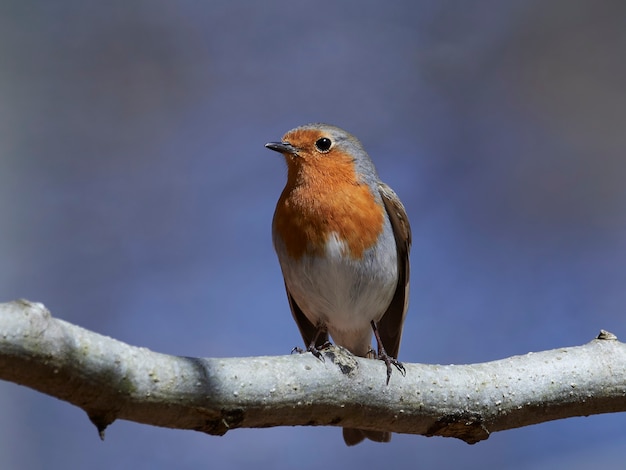 Rotkehlchen (Erithacus rubecula)