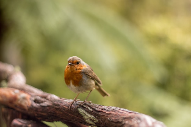 Rotkehlchen (Erithacus rubecula)