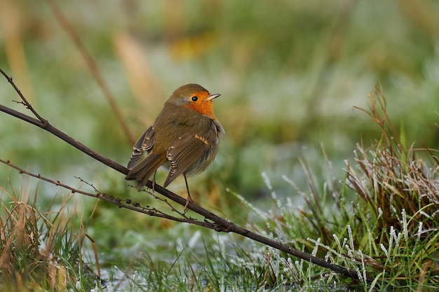 Rotkehlchen Erithacus rubecula