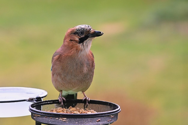 Rotkehlchen im Garten