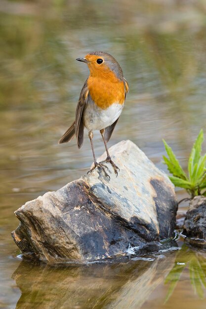 Rotkehlchen oder Redbreast Erithacus Rubecula Malaga Spanien