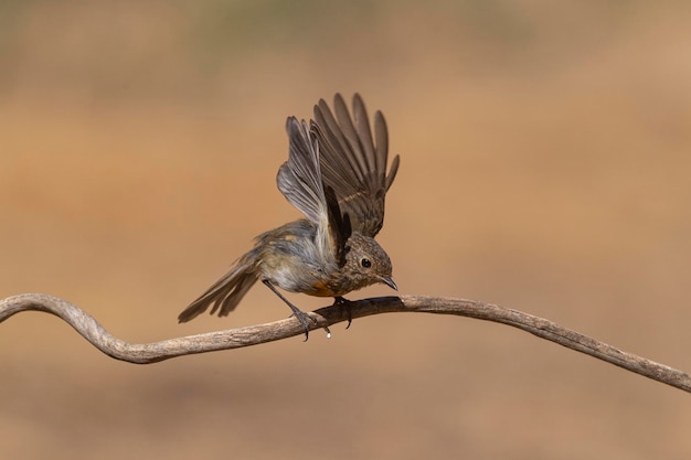 Rotkehlchen, Rotkehlchen oder Rotkehlchen (Erithacus rubecula) Malaga, Spanien