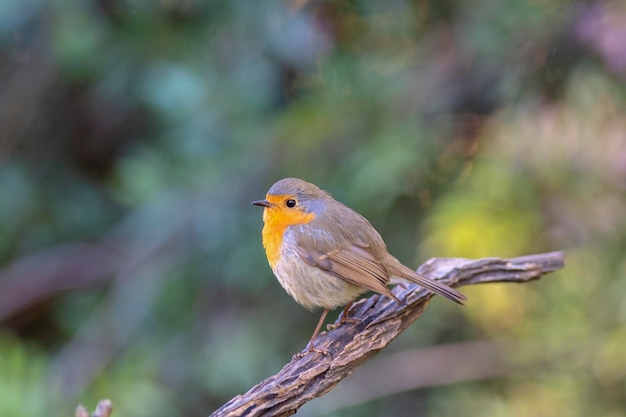 Rotkehlchen, Rotkehlchen oder Rotkehlchen (Erithacus rubecula) Malaga, Spanien