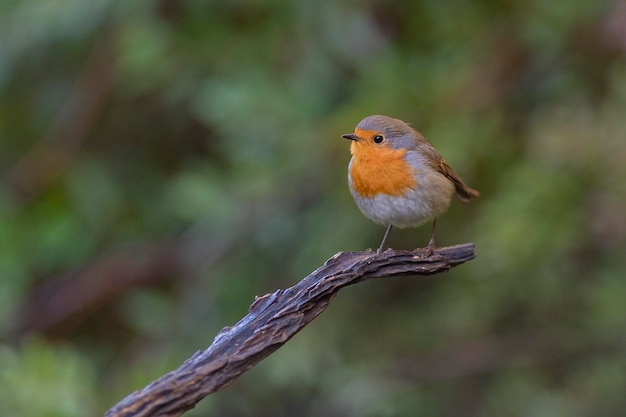 Rotkehlchen, Rotkehlchen oder Rotkehlchen (Erithacus Rubecula) Malaga, Spanien