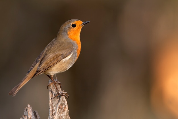 Rotkehlchen, Singvögel, Vogel, Sperlingsvogel, Erithacus rubecula