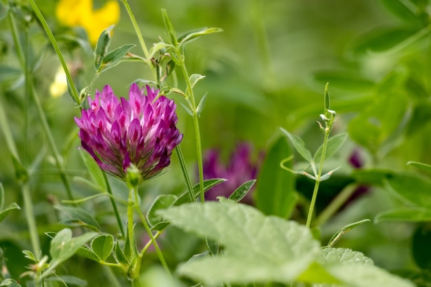 Rotklee (Trifolium Pratense) blüht entlang des Worth Way in East Grinstead