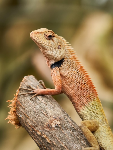 Rotköpfige Eidechse oder Calotes versicolor thront auf einem Ast im unscharfen Hintergrund.