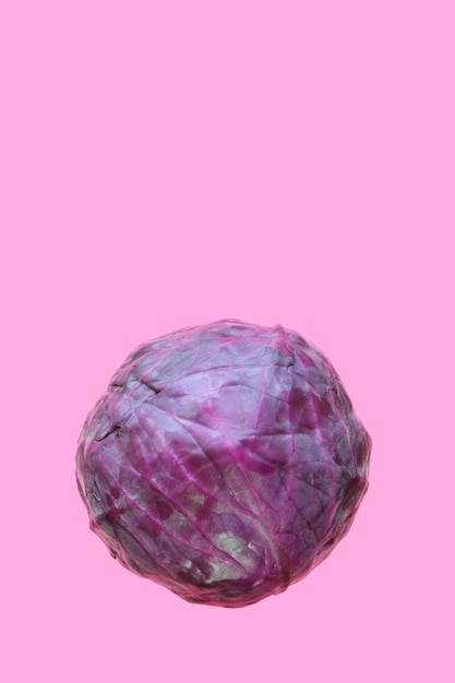 Rotkohl vor rosa Hintergrund