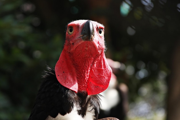 Rotkopfgeier (Sarcogyps calvus) Kopf, Füße und Füße sind rot.