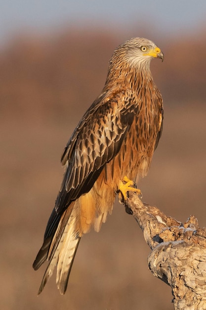 Rotmilan Milvus Milvus Toledo Spanien