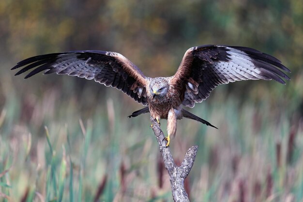 Foto rotmilan milvus milvus