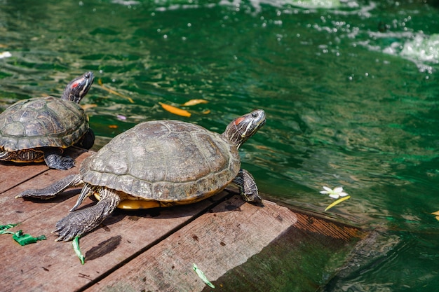 Rotohr-Wasserschildkröte