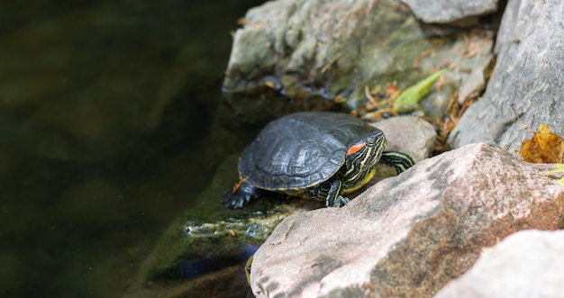 Rotohrige Wasserschildkröte ruht auf Teich