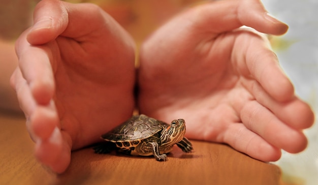 Rotohrschildkröte klein in der Handfläche auf dem Tisch