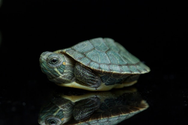 Rotohrschildkröte lokalisiert auf einem schwarzen