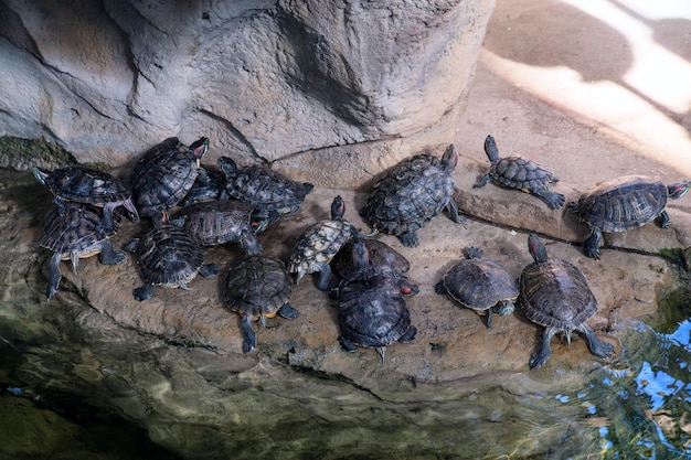Rotohrschildkröten sonnen sich auf der Oberfläche des Teiches im Zoo