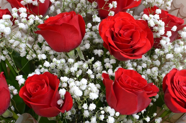 Rotrosenblumen für Hintergrund