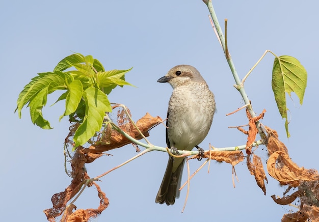 Rotrückenwürger, ein Vogel sitzt auf einem Ast gegen den Himmel