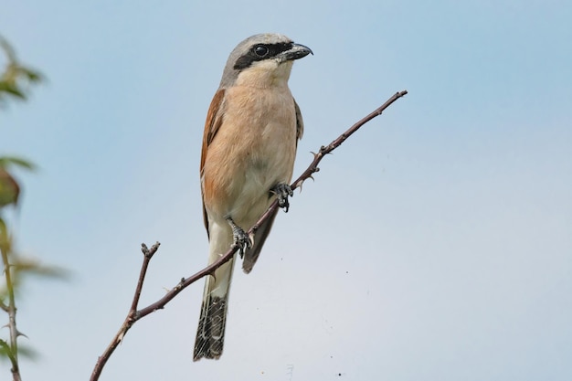 Rotrückenwürger, Lanius collurio. In der Wildnis.