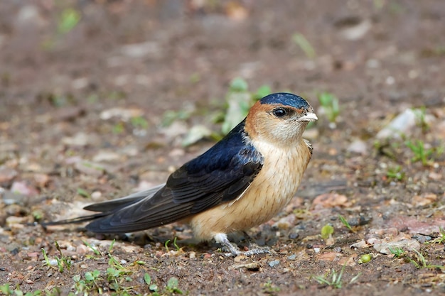 Rotrumpfschwalbe Cecropis daurica