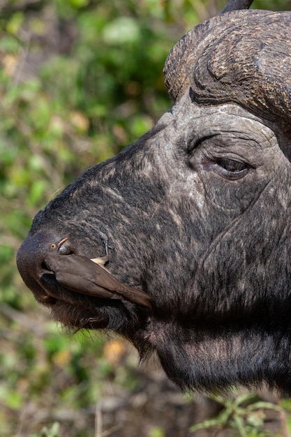 Rotschnabel-Madenhacker auf einem Büffel-Botswana-Afrika