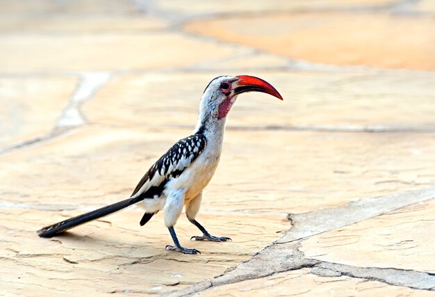 Rotschnabelhornvogel, Tockus erythrochynchus, Samburu Game Reserve, Kenia