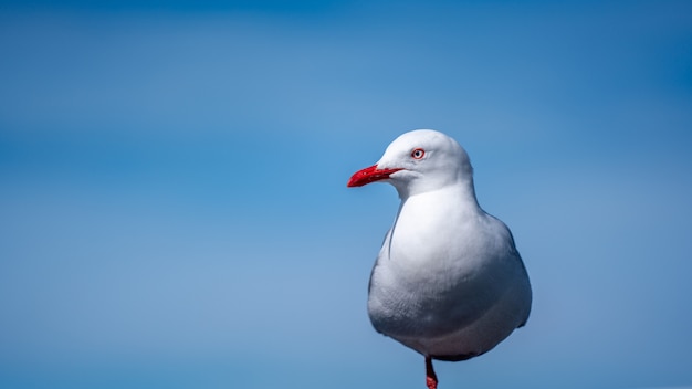 Rotschnabelmöwe In Neuseeland