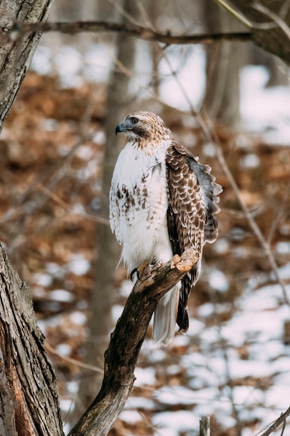 Rotschwanzbussard in Peekskill