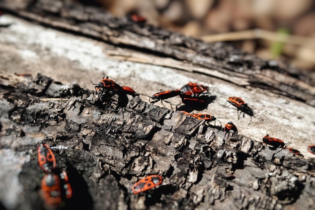 Rotschwarze Käfer kriechen unter Baumrinde hervor