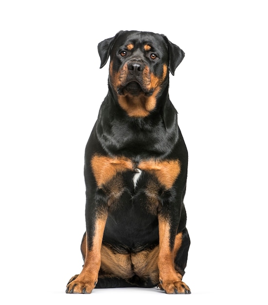 Rottweiler, 1 año de edad, sentado delante de un fondo blanco