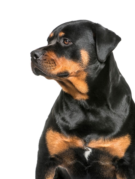 Rottweiler, 1 Jahr alt, sitzt vor weißem Hintergrund